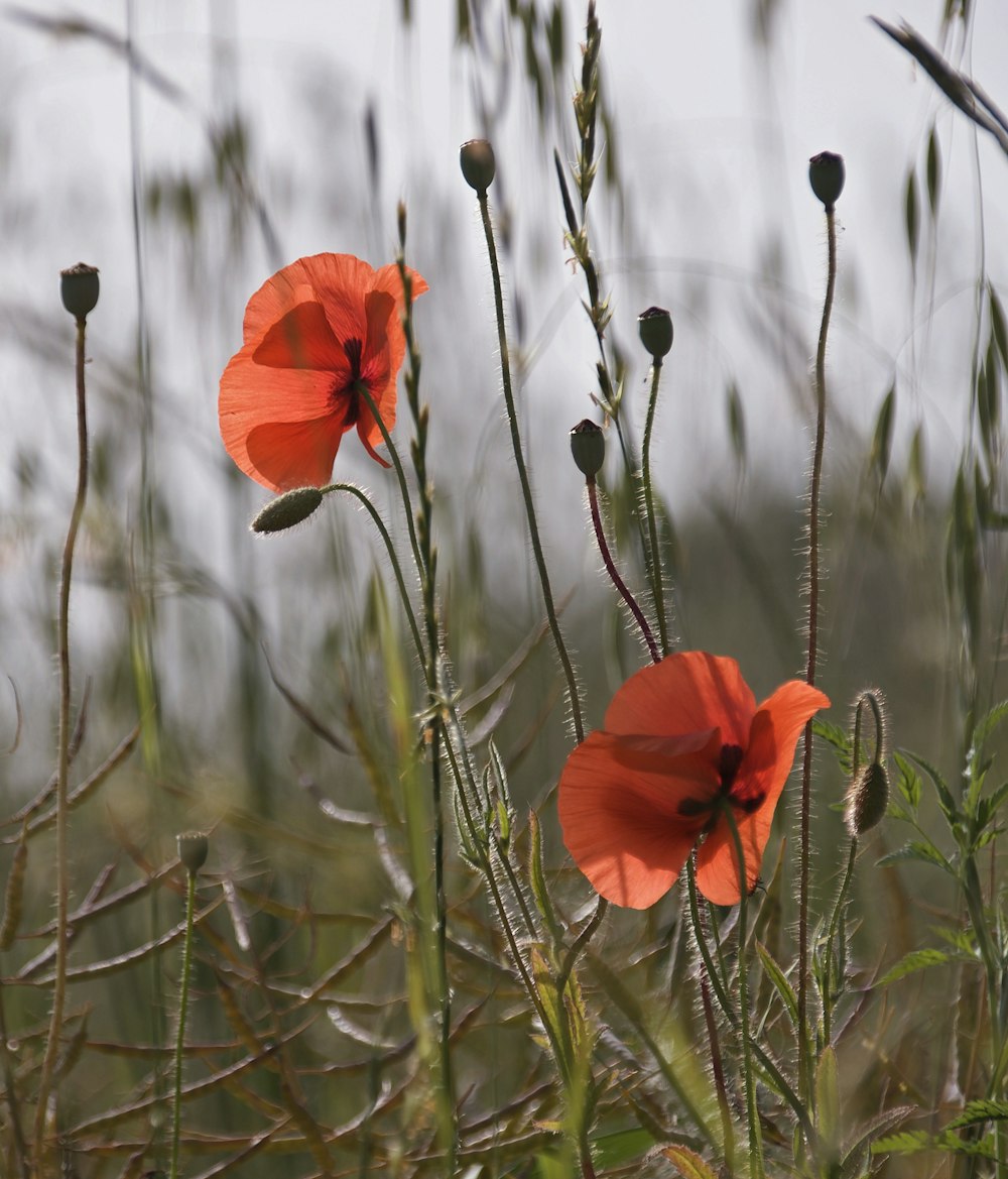 focus photography of orange flower