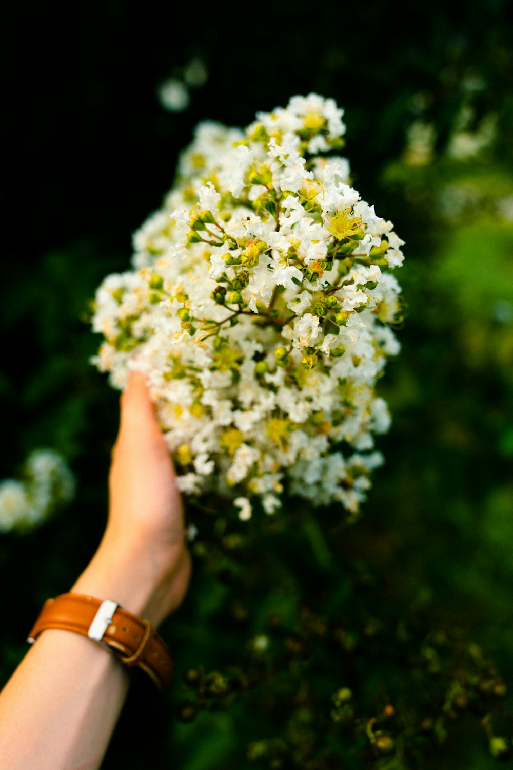 white petaled flower