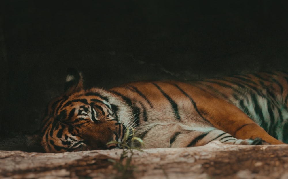 Bengal tiger