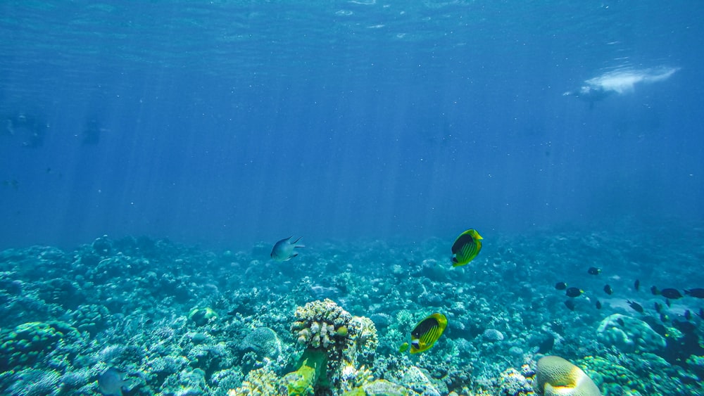 underwater photo of coral reefs and fish