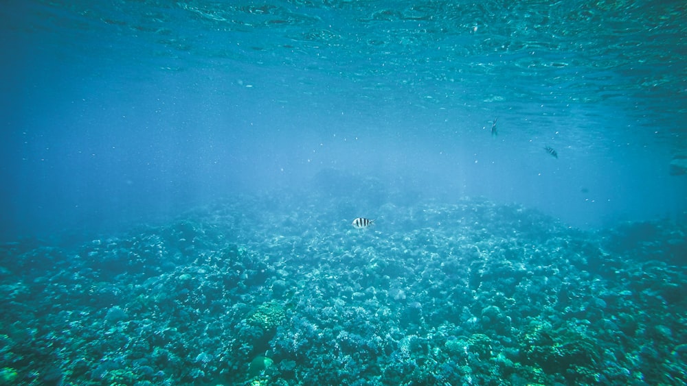 a large group of fish swimming over a coral reef