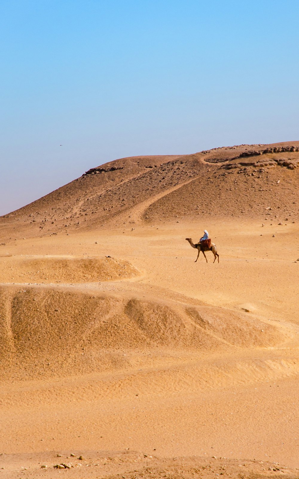 person sitting on camel