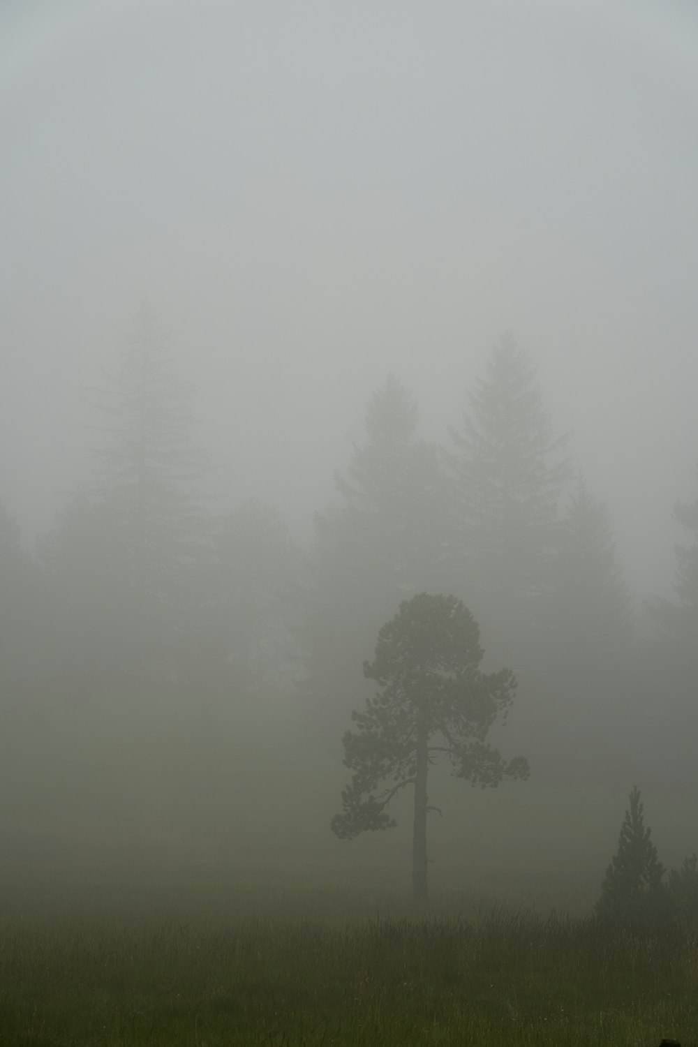 trees in a foggy field
