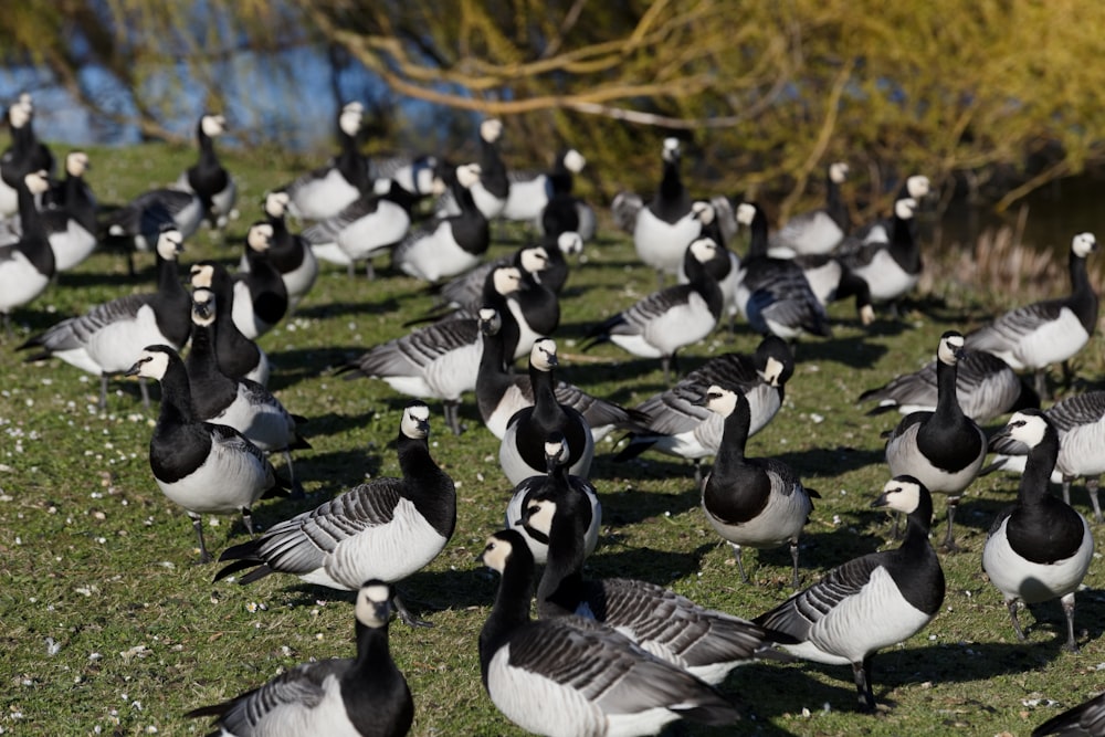 flock of canada ducks