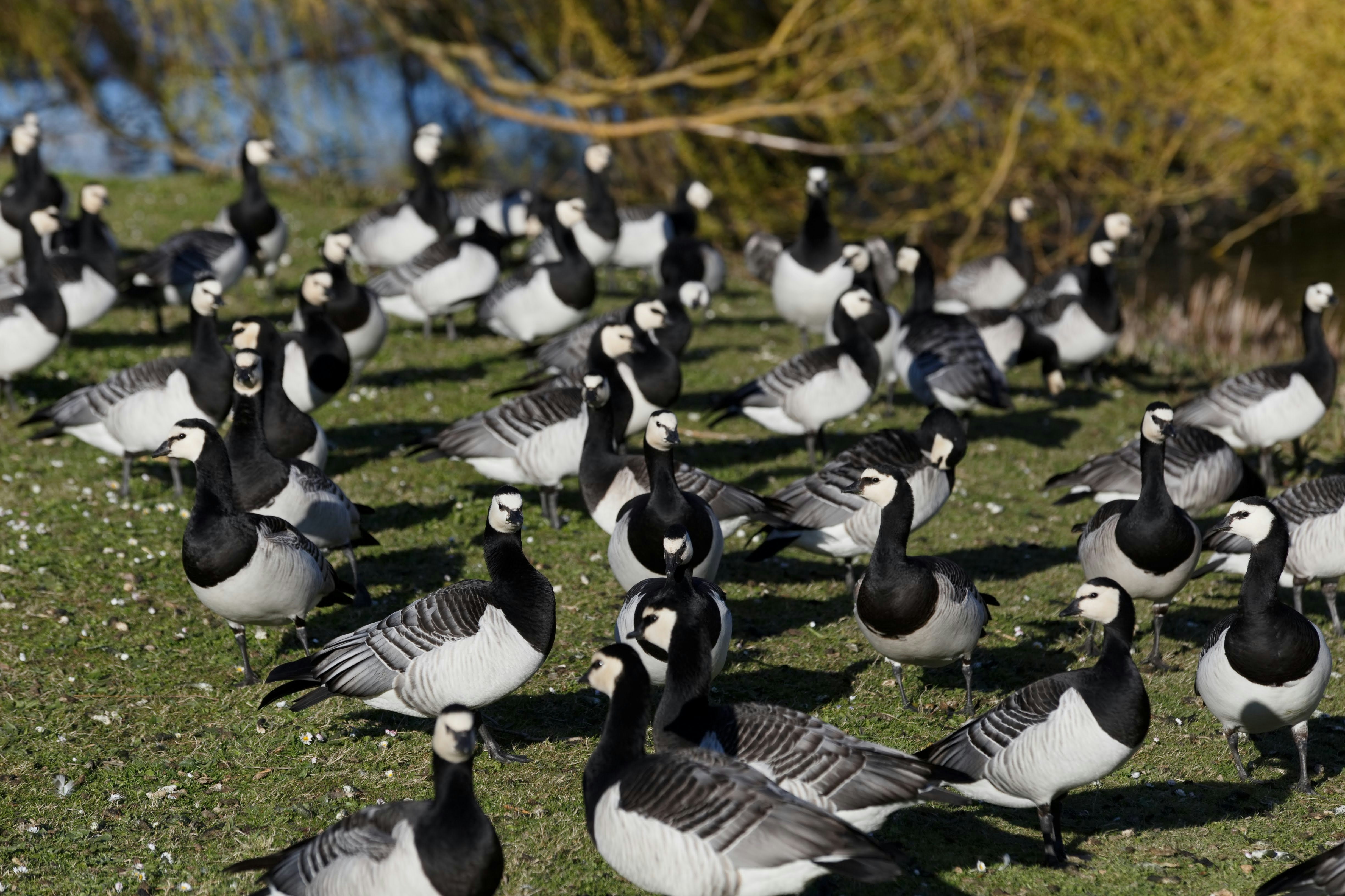flock of canada ducks