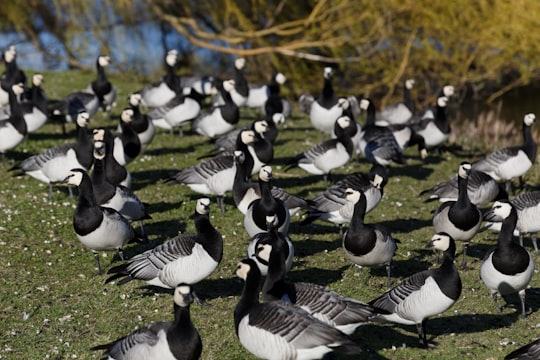 flock of canada ducks in Limhamnsvägen 10 Sweden