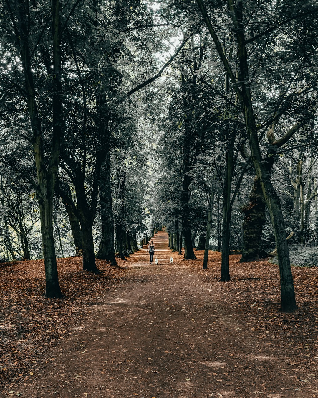 person standing between tall trees