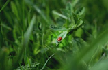 Macro photo of a ladybug on a leaf, symbolizing natural pest control in agriculture