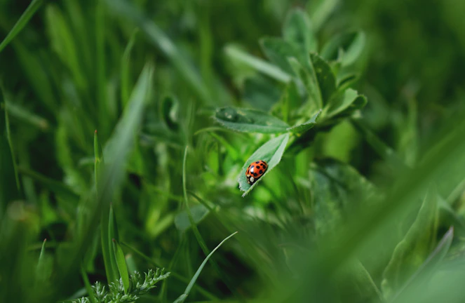 Macro photo of a ladybug on a leaf, symbolizing natural pest control in agriculture