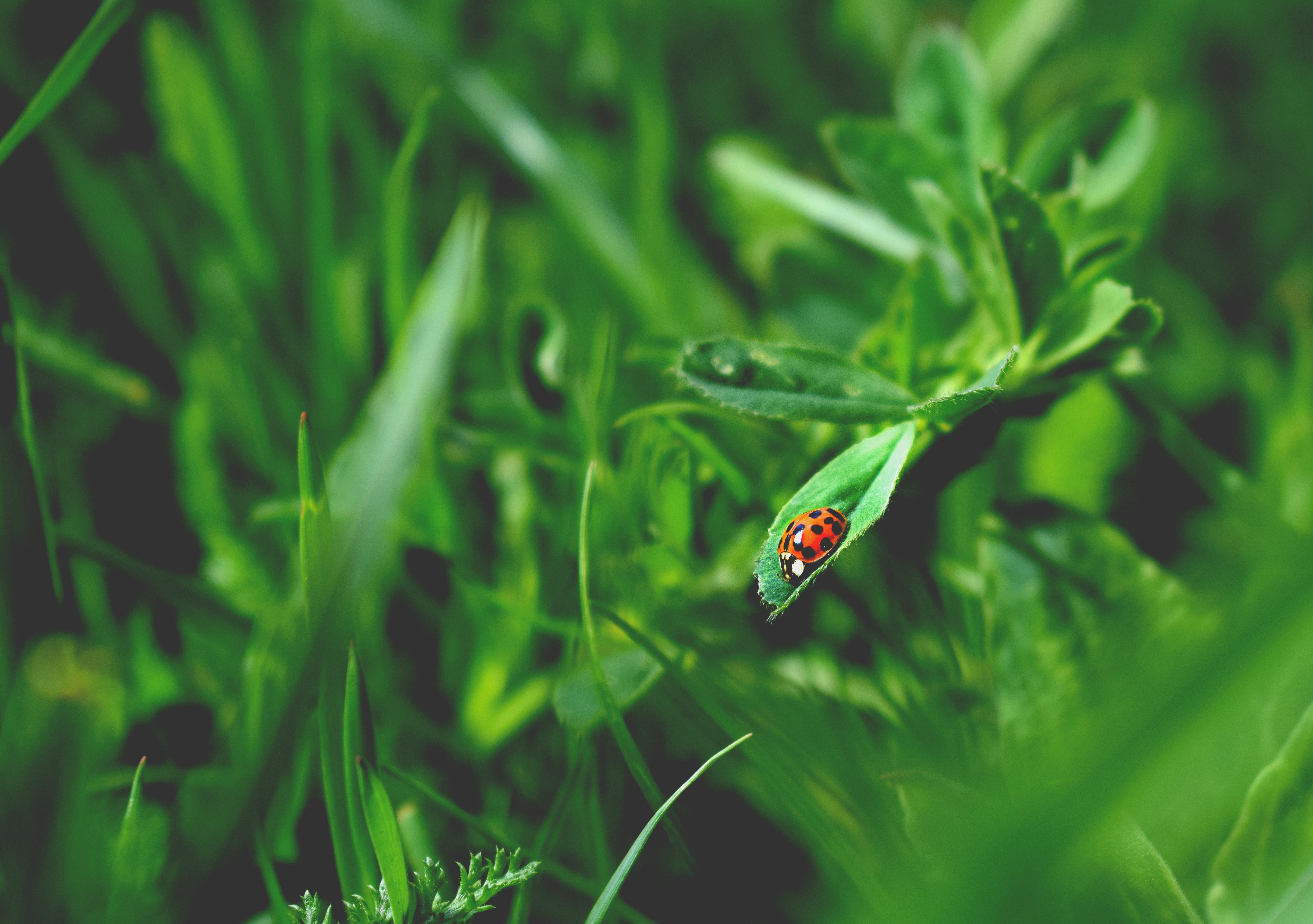 red and black ladybug on a green leaf