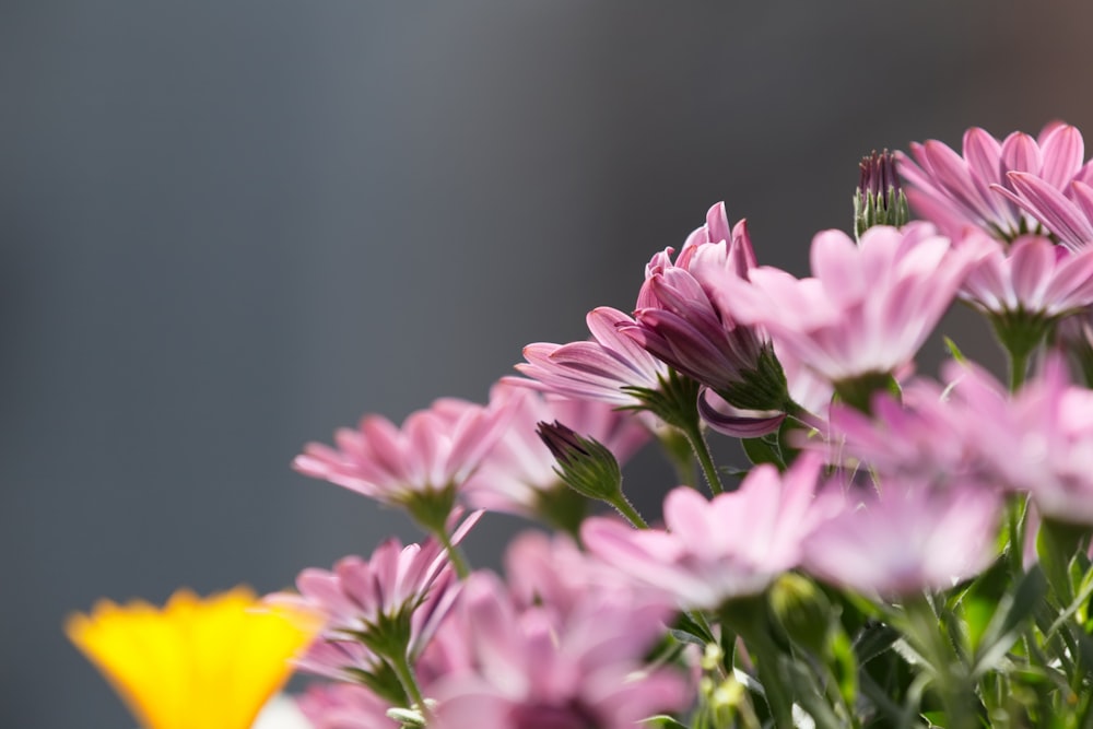 pink petaled flower