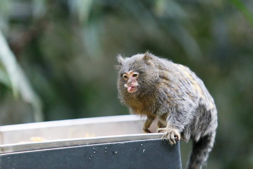 brown monkey on metal surface