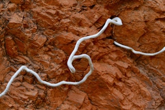 A textured reddish-brown rock surface with a winding, white mineral vein or root-like formation embedded within it. The white formation twists and turns across the rock, creating a stark contrast against the earthy background.