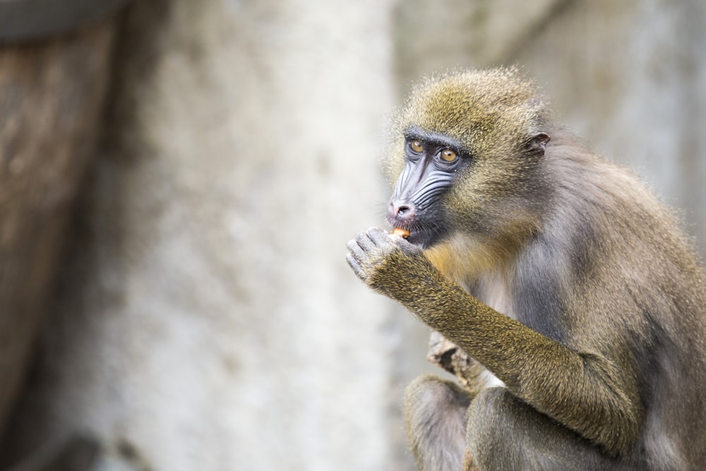 focus photography of yellow primate