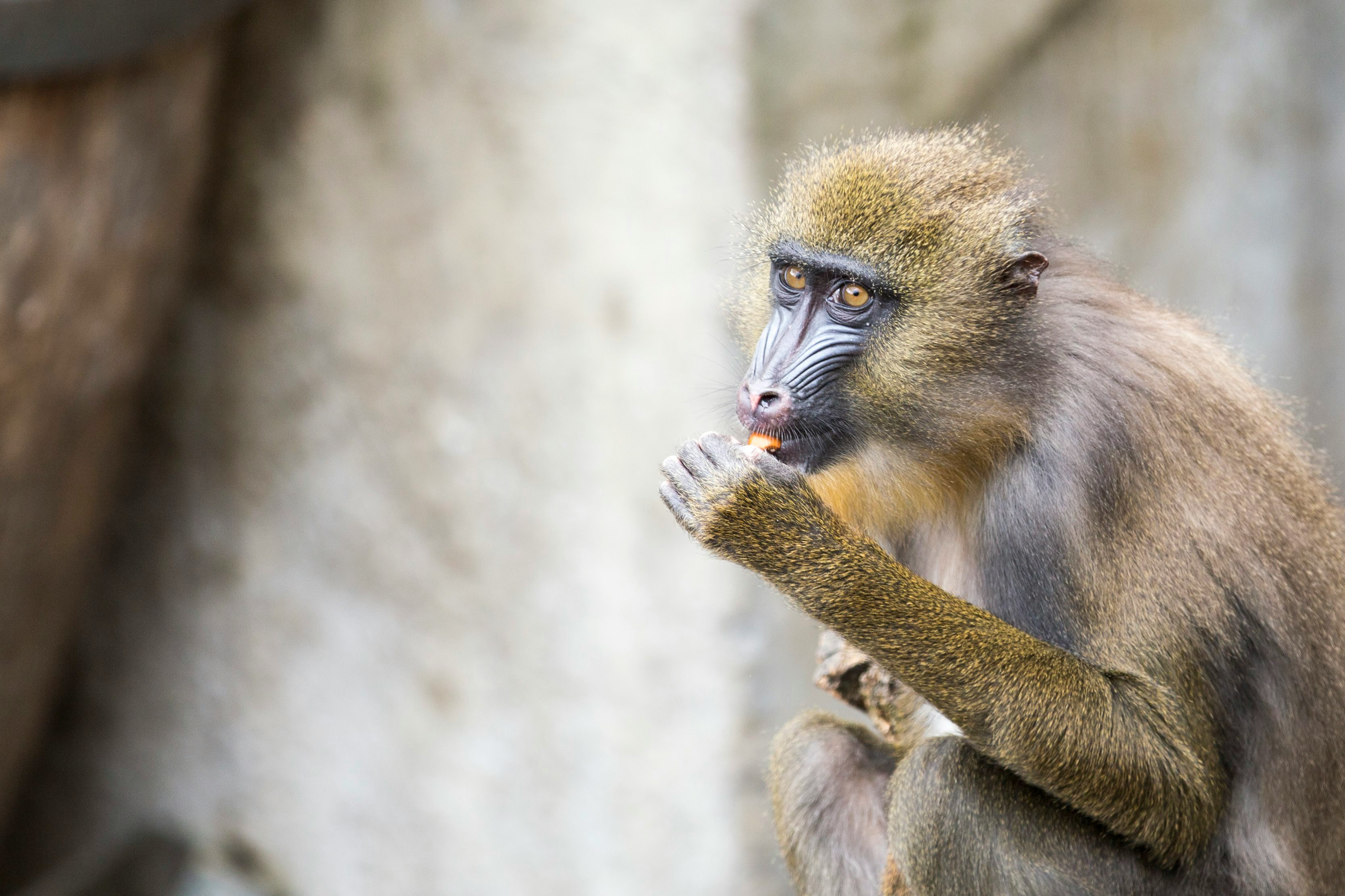 focus photography of yellow primate