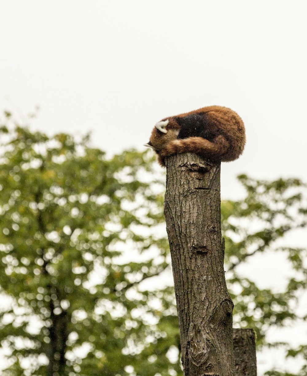 animal on top of log