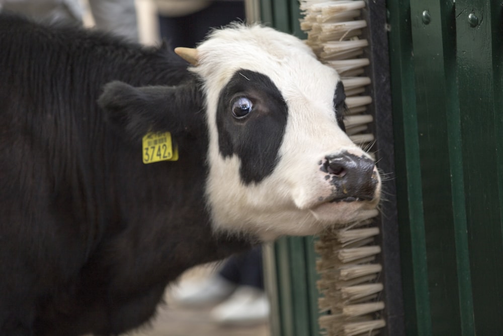 Vaca blanca y negra