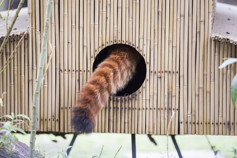 a cat in a house made of bamboo