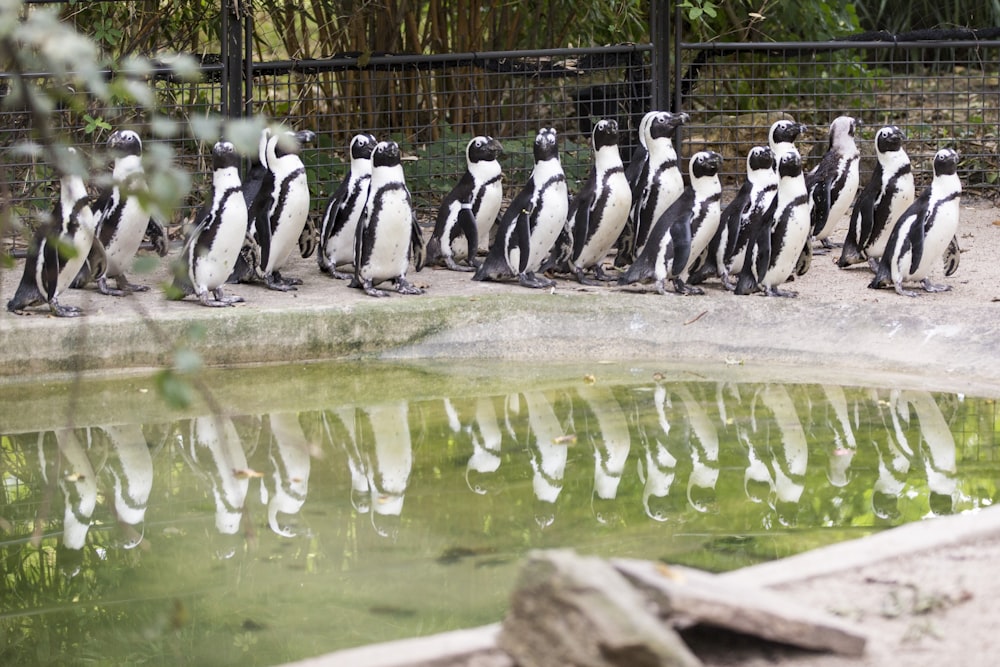 flock of penguins