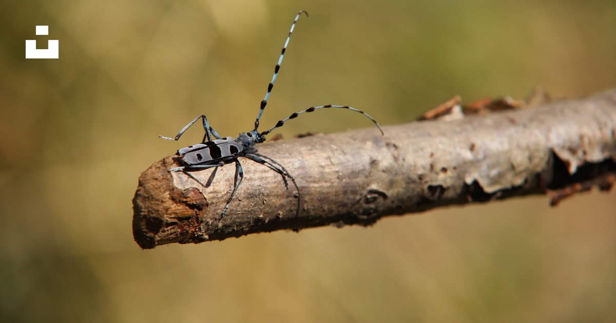 Focus photography of black insect photo – Free Romania Image on Unsplash