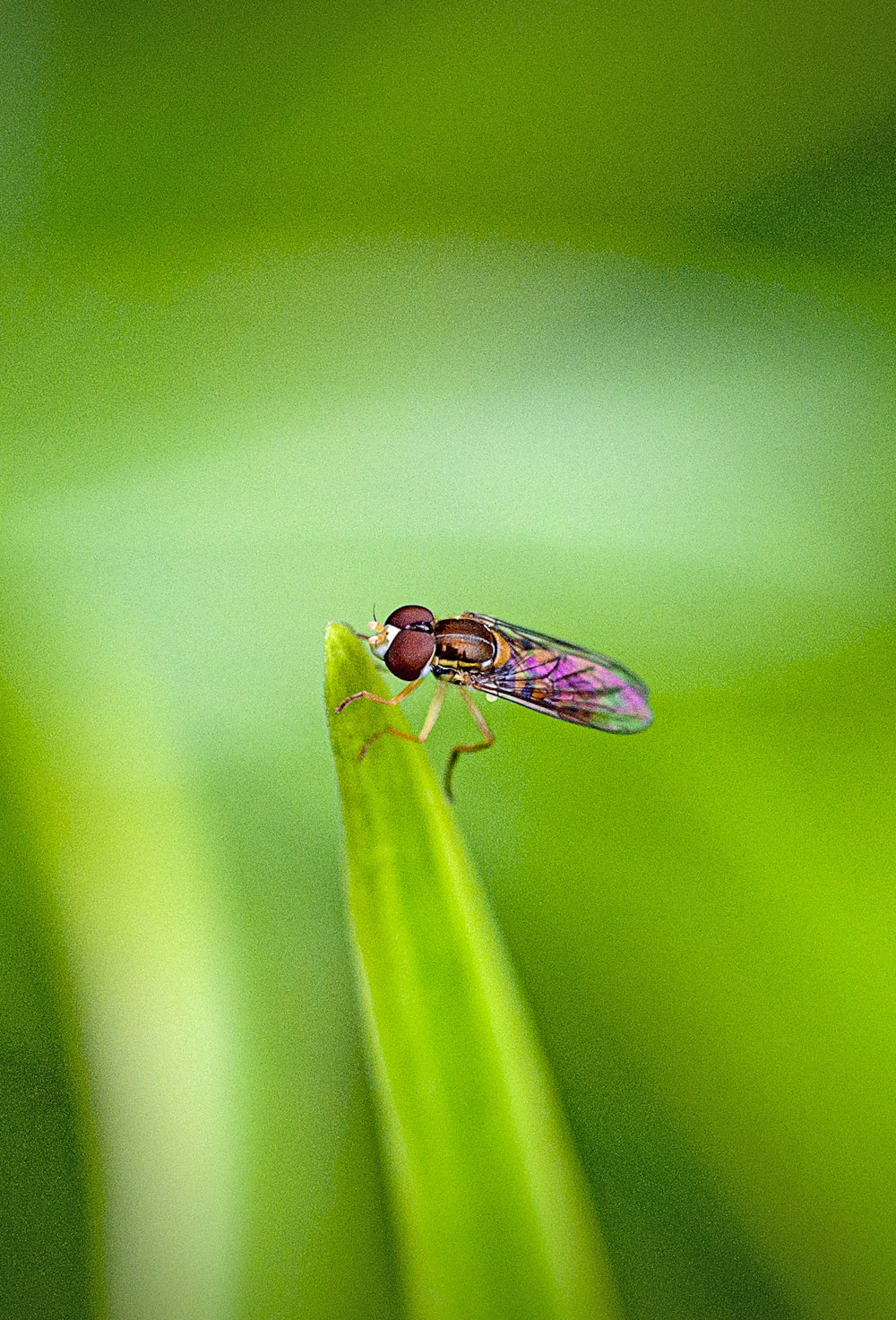 insect perched on green leaf