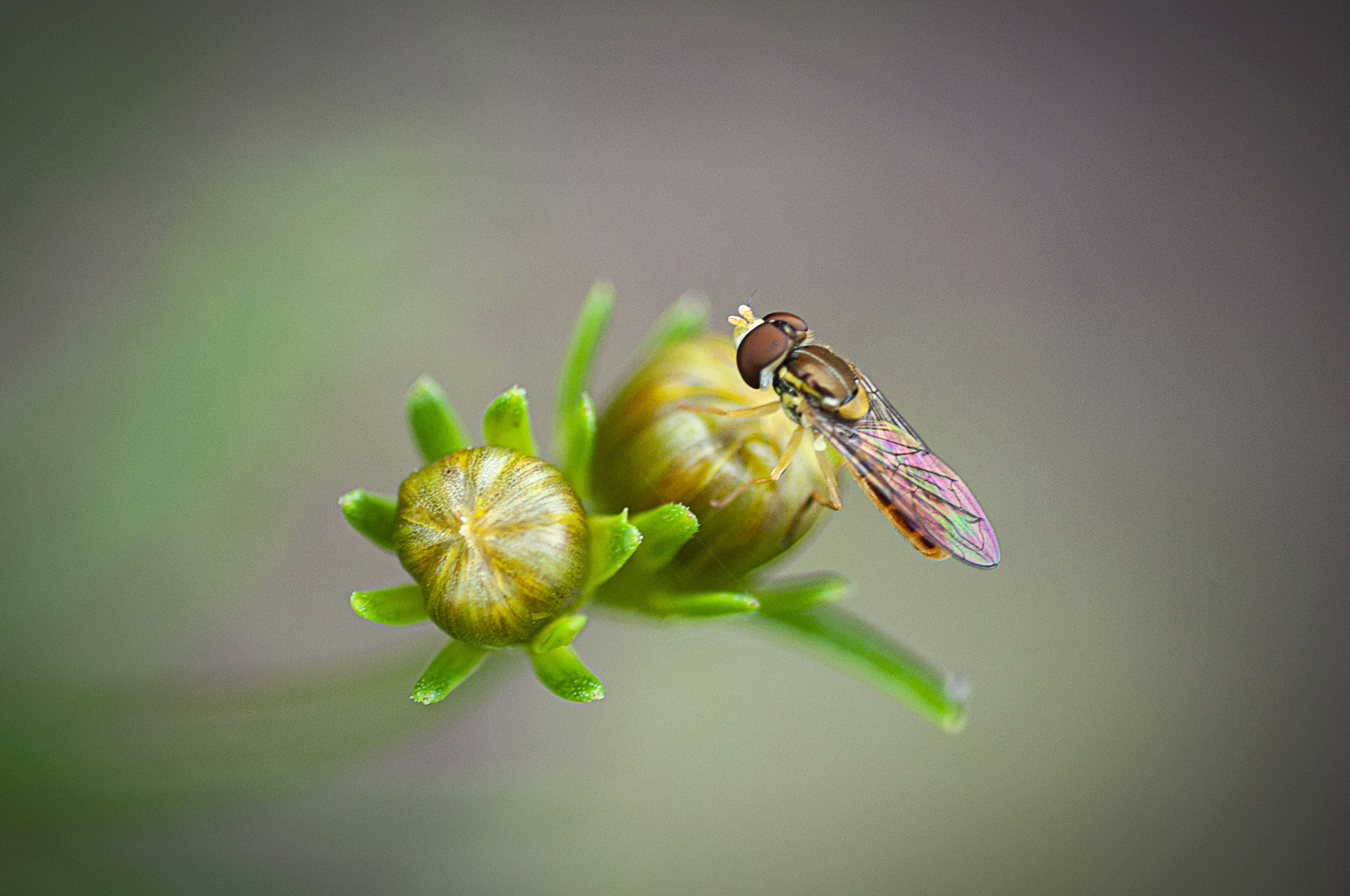 Plant pollinating on flower representing growth and transformation