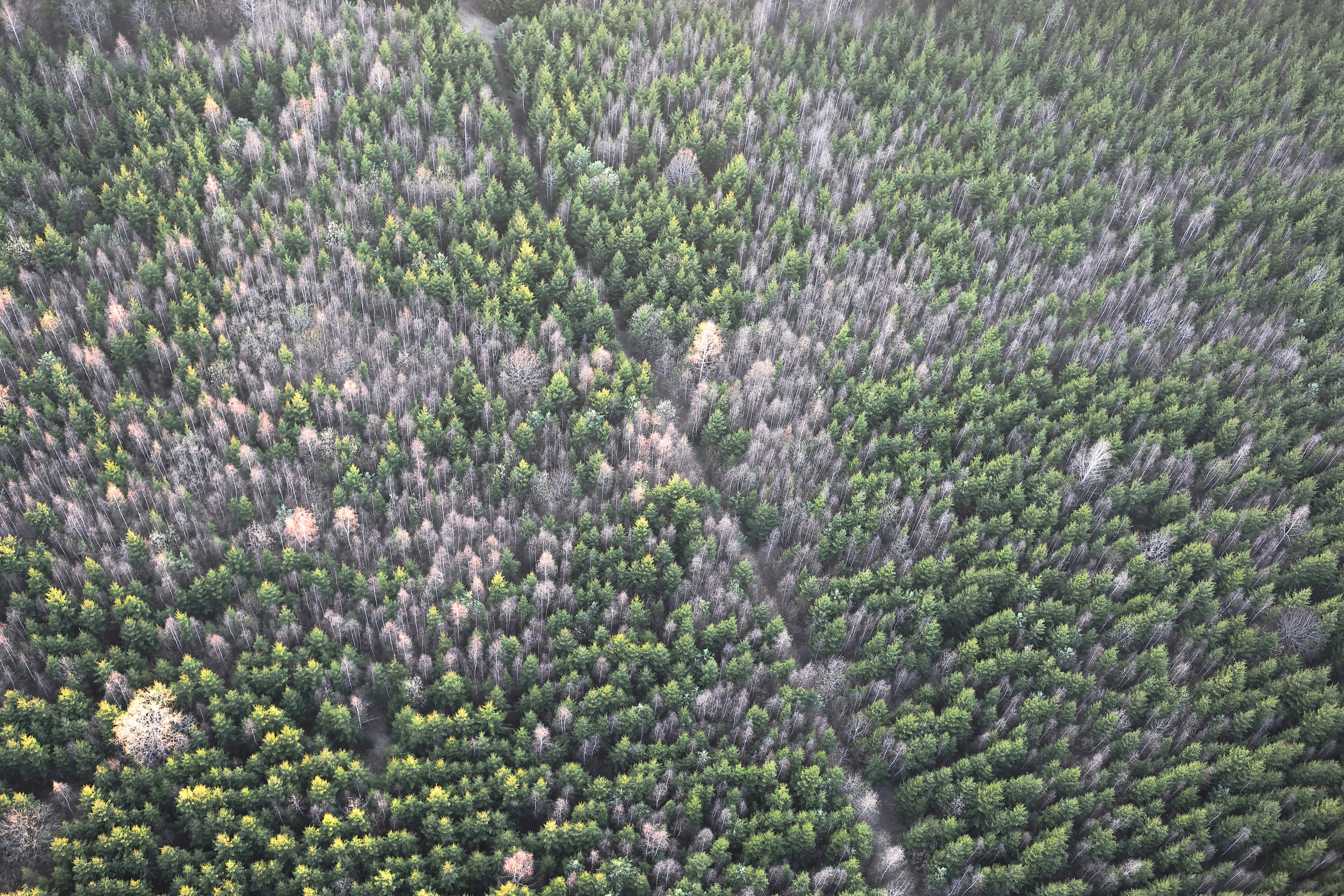 lithuania teams background