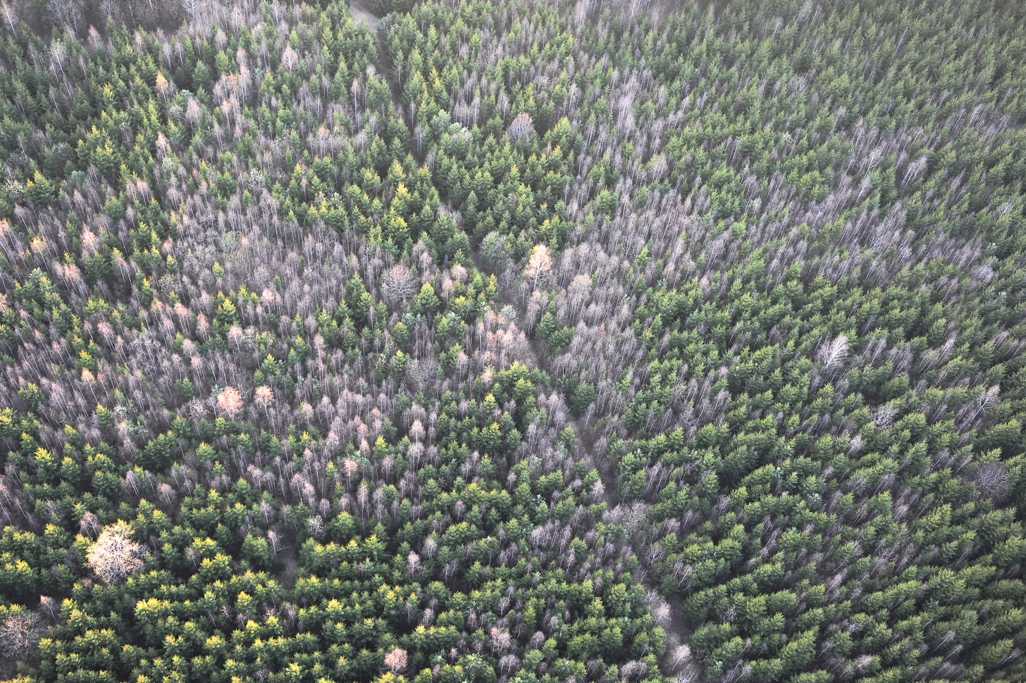 Vue aérienne de la forêt française - Sylva Invest spécialiste du foncier forestier