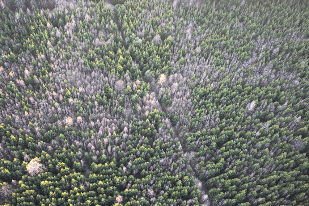 an aerial view of a forest with lots of trees