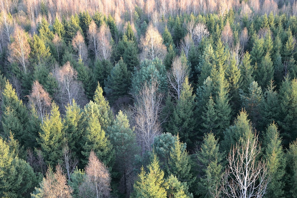 a forest filled with lots of tall trees