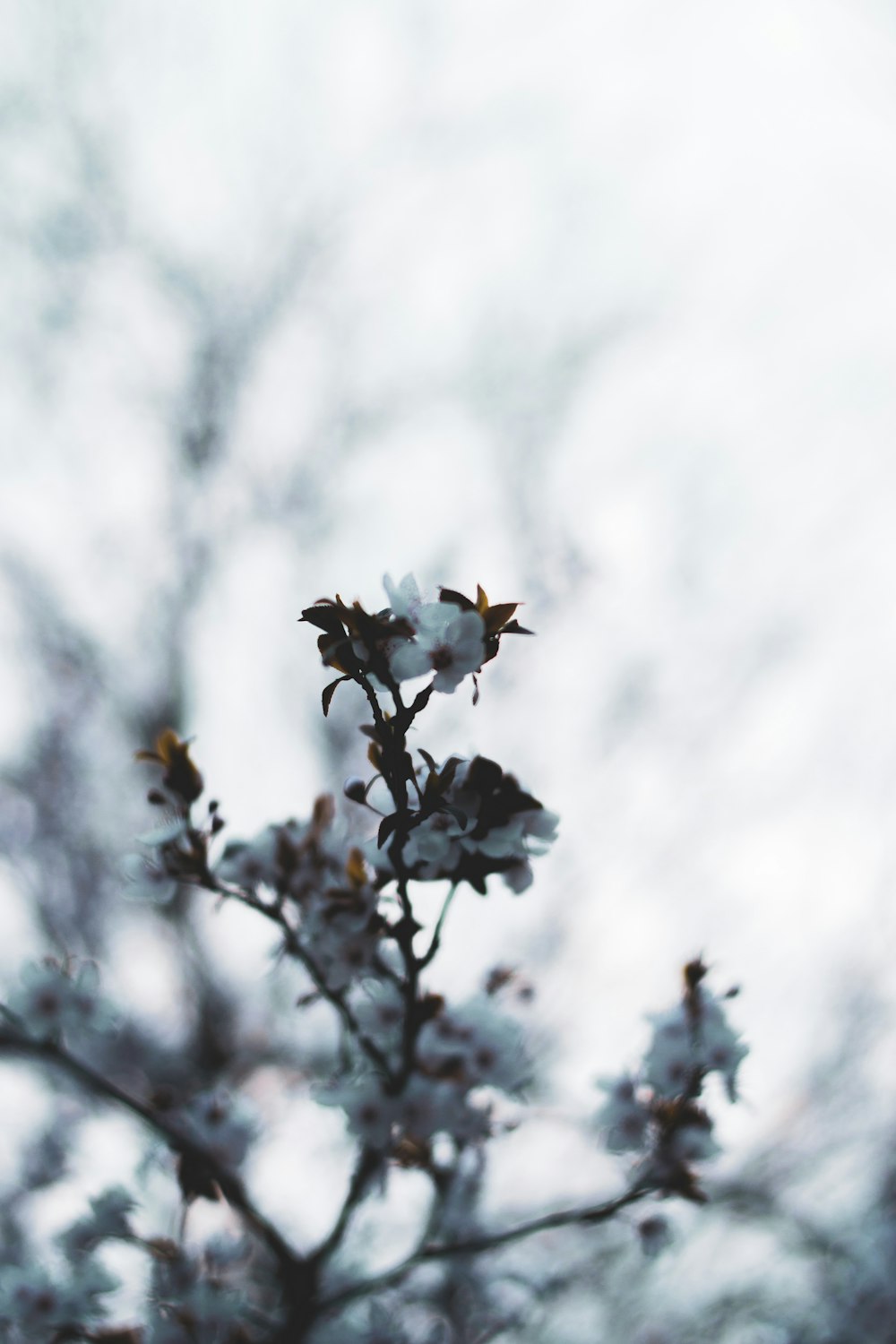 white-petaled flowers