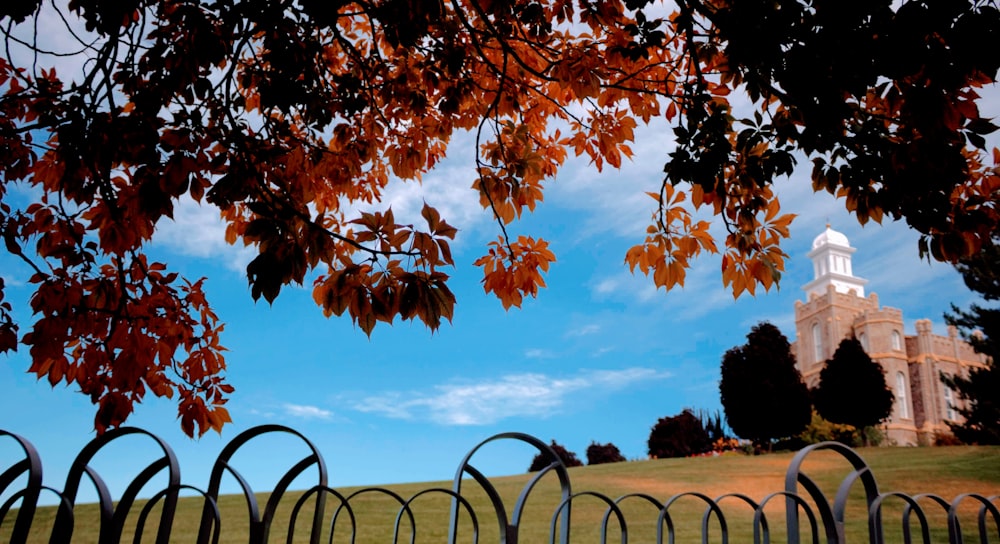 tree near fence