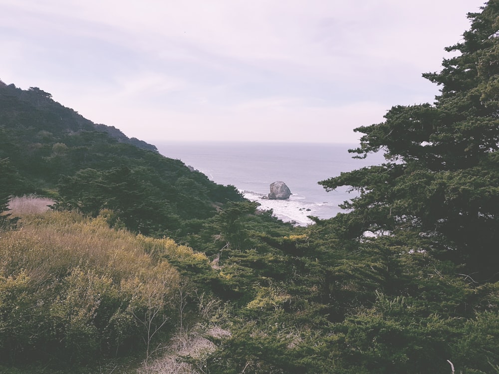 green trees near body of water at daytime