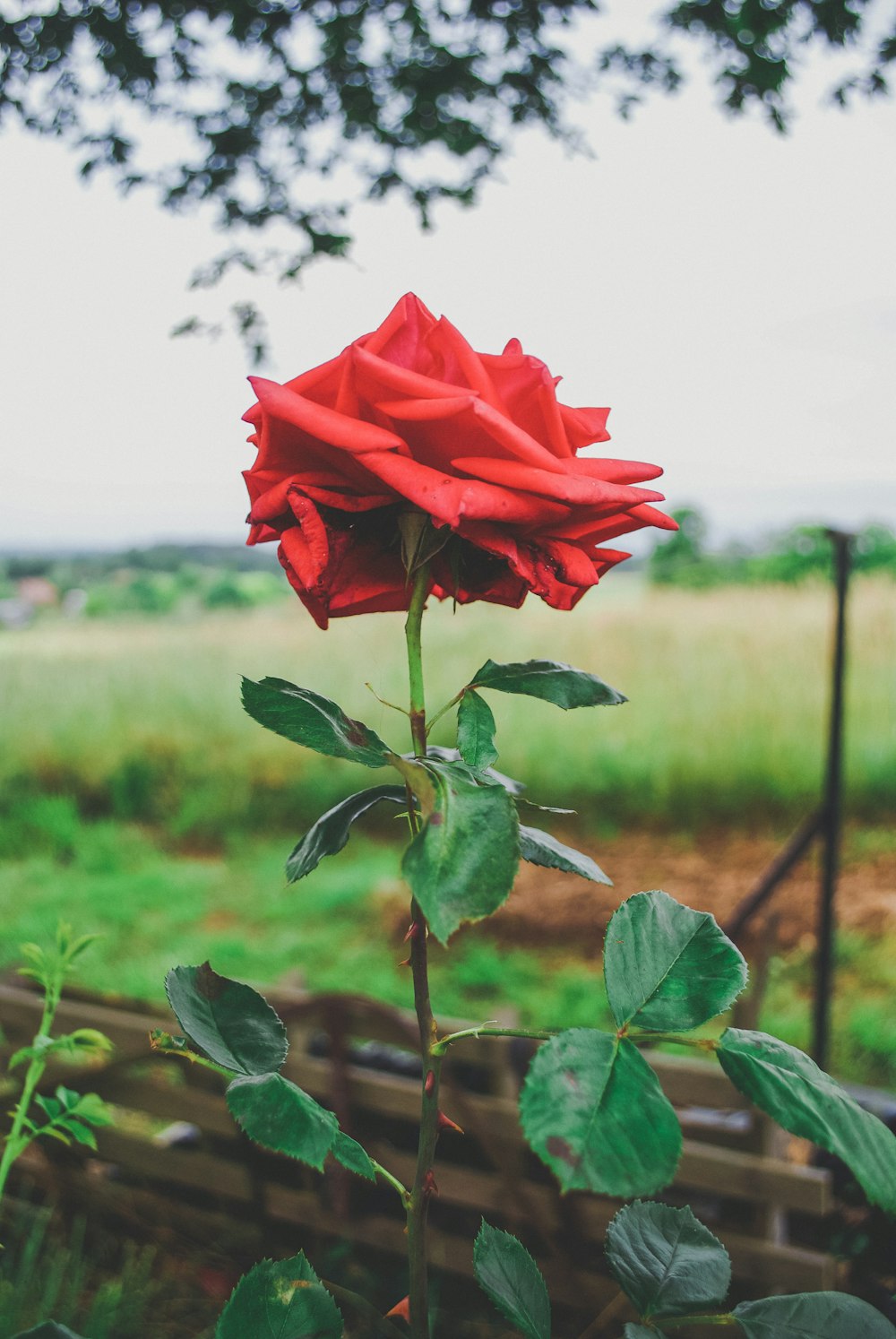 red-petaled flower closeup photography