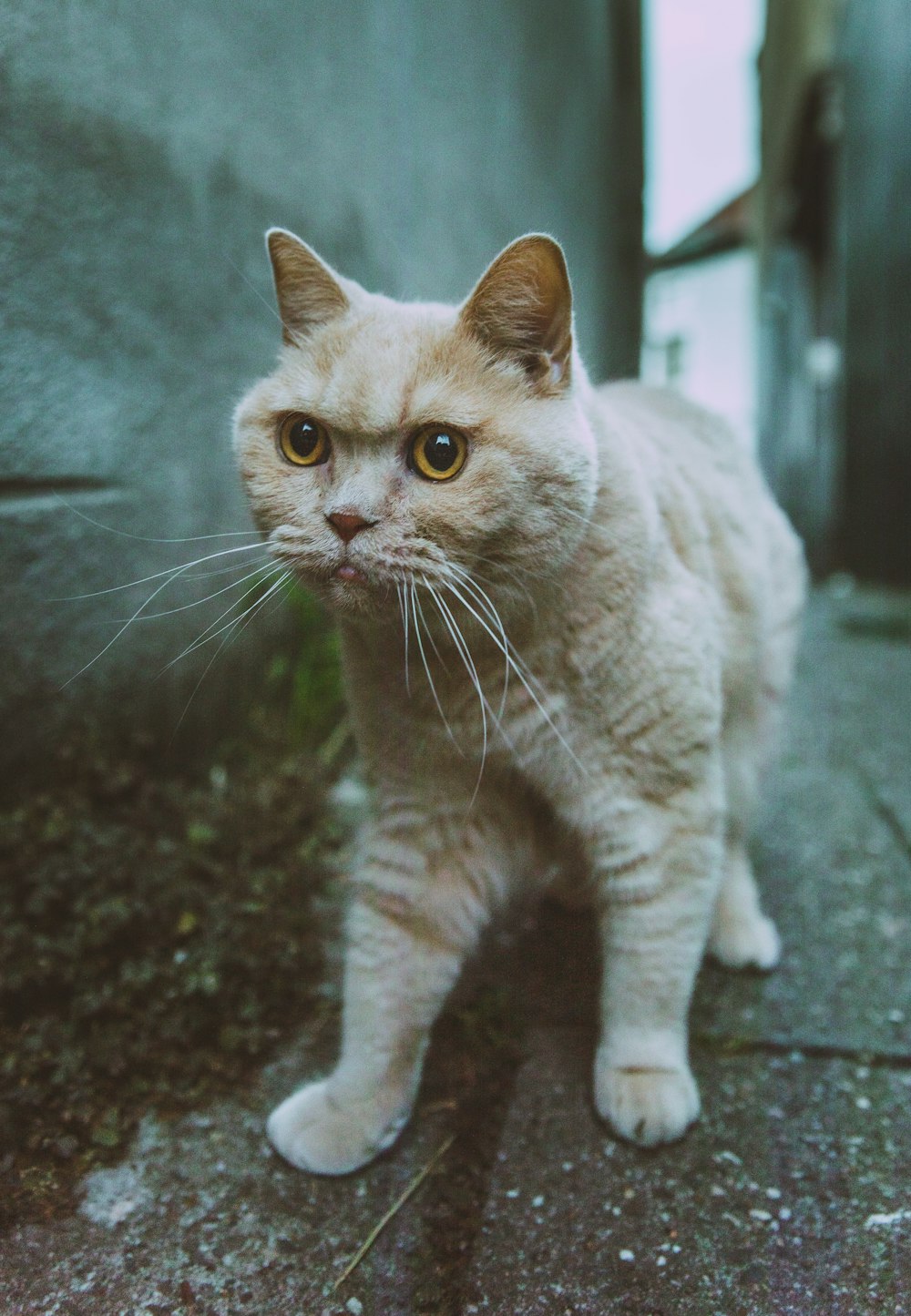 orange cat walking between buildings