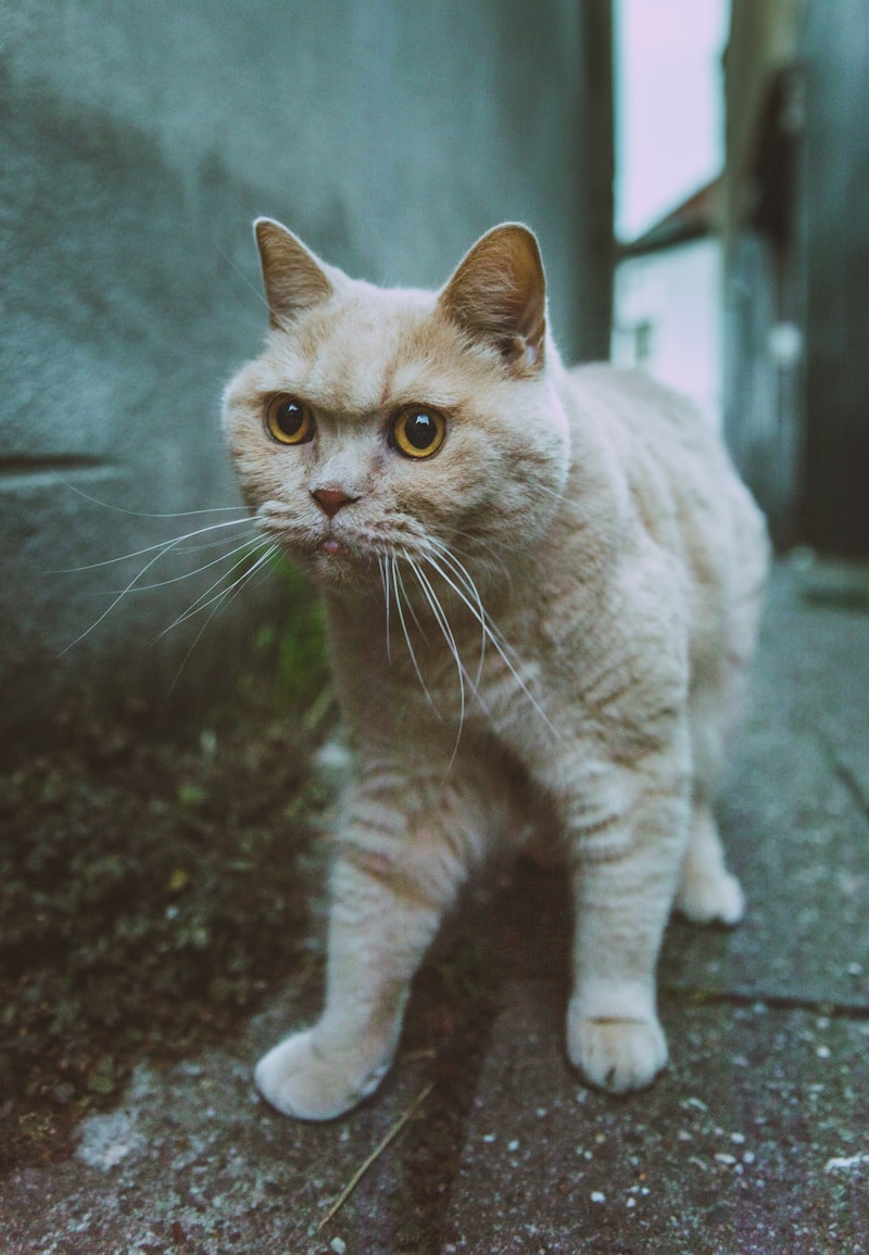 Random Image