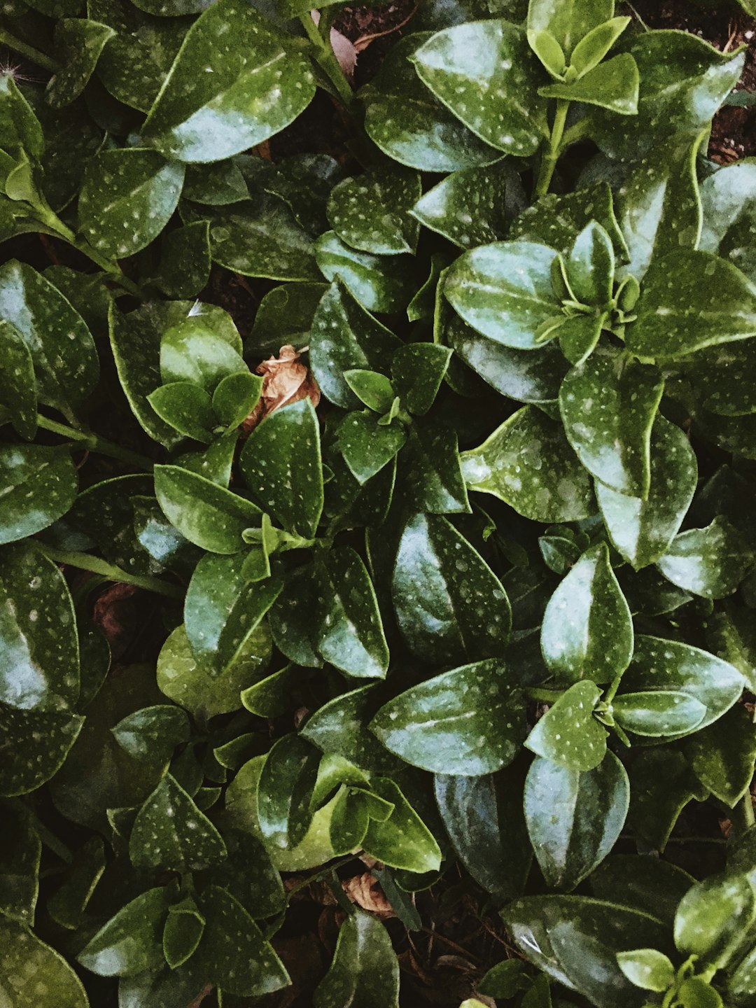 green-leafed plant