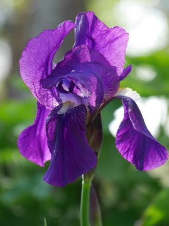A vibrant purple iris flower with delicate, ruffled petals on a green stem, set against a soft-focus background of lush green foliage and dappled sunlight.