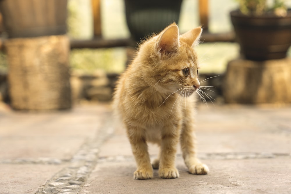 orange kitten