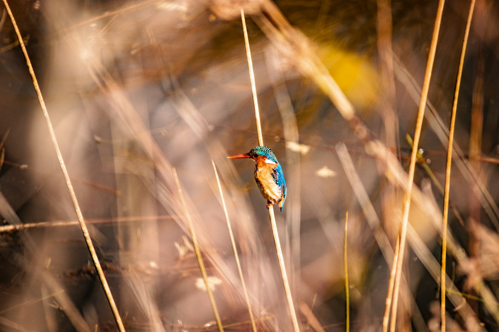 Canon EOS 77D (EOS 9000D / EOS 770D) + Canon EF-S 55-250mm F4-5.6 IS II sample photo. Blue and brown bird photography