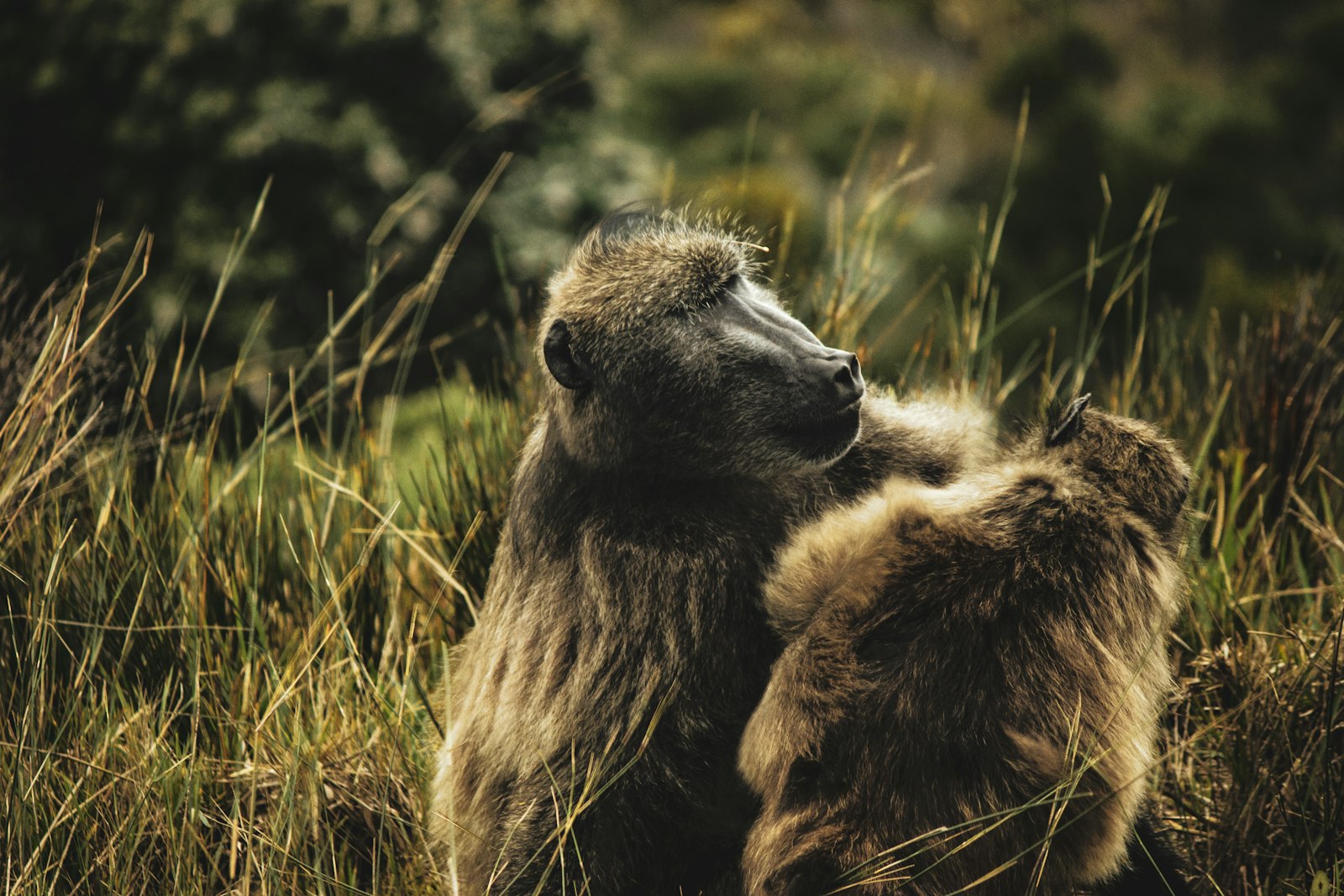 Canon EOS 77D (EOS 9000D / EOS 770D) + Canon EF-S 55-250mm F4-5.6 IS II sample photo. Two monkeys on grass photography