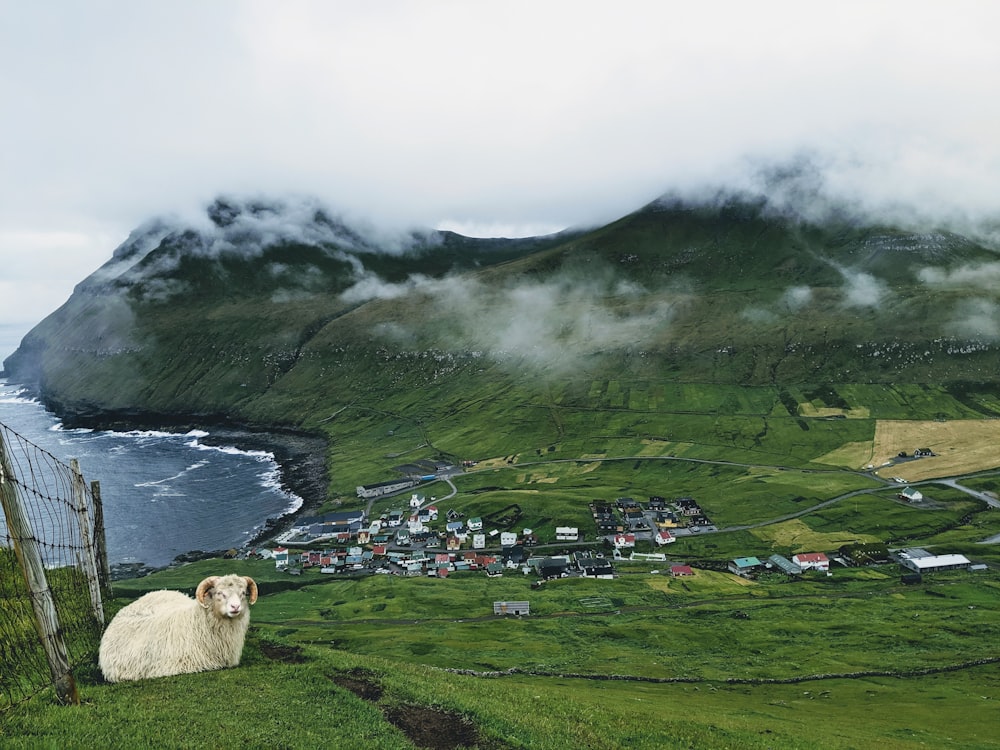 sheep on field