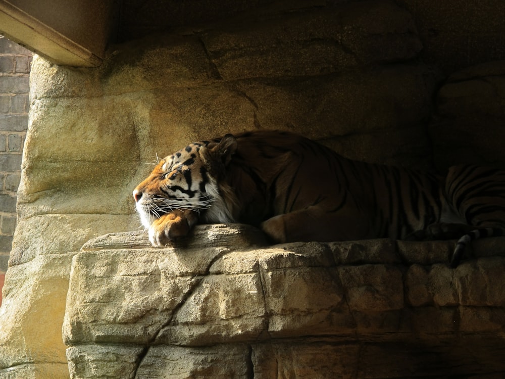 brown tiger on focus photography