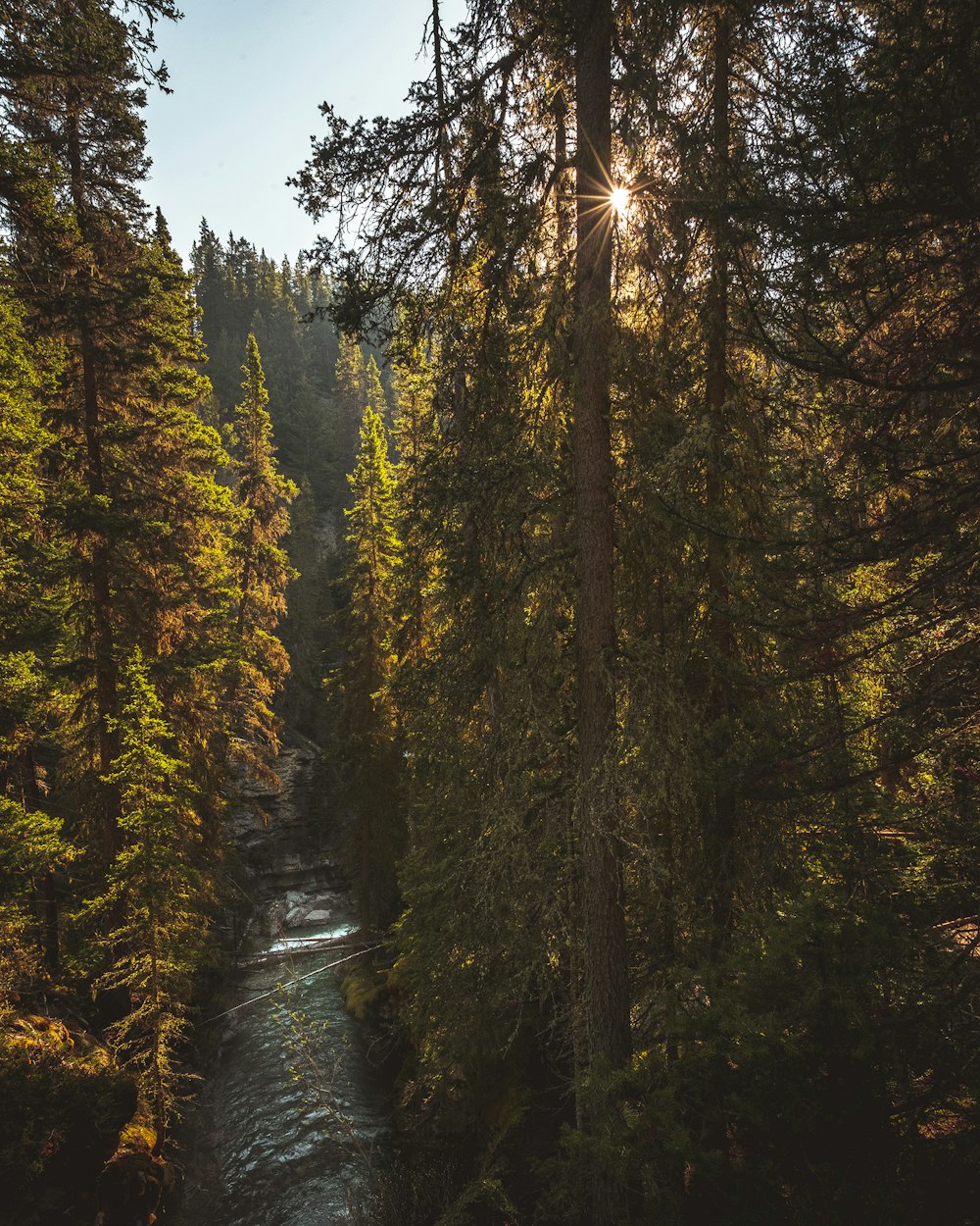 green trees