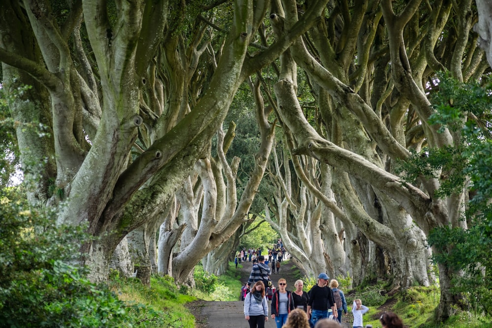 people walking near road between trees during daytime