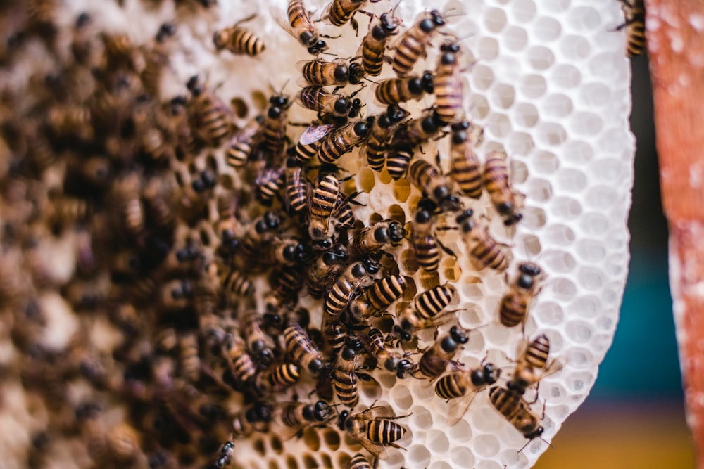 colonies of bees