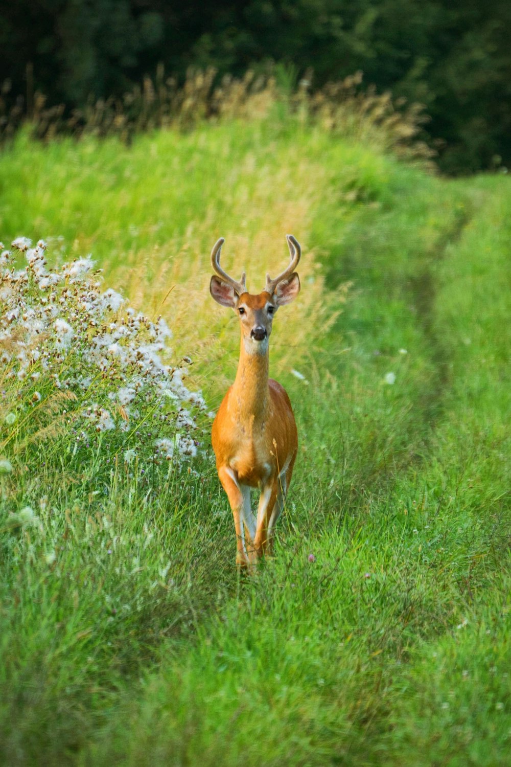 wildlife photography of brown deer on green grass during daytime