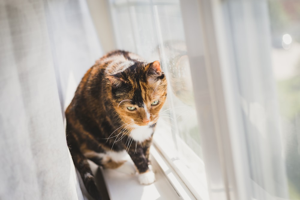 cat walking beside glass window