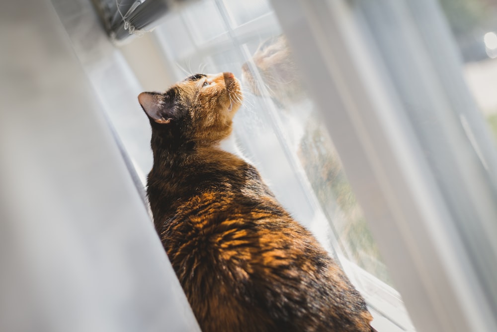 short-fur brown cat