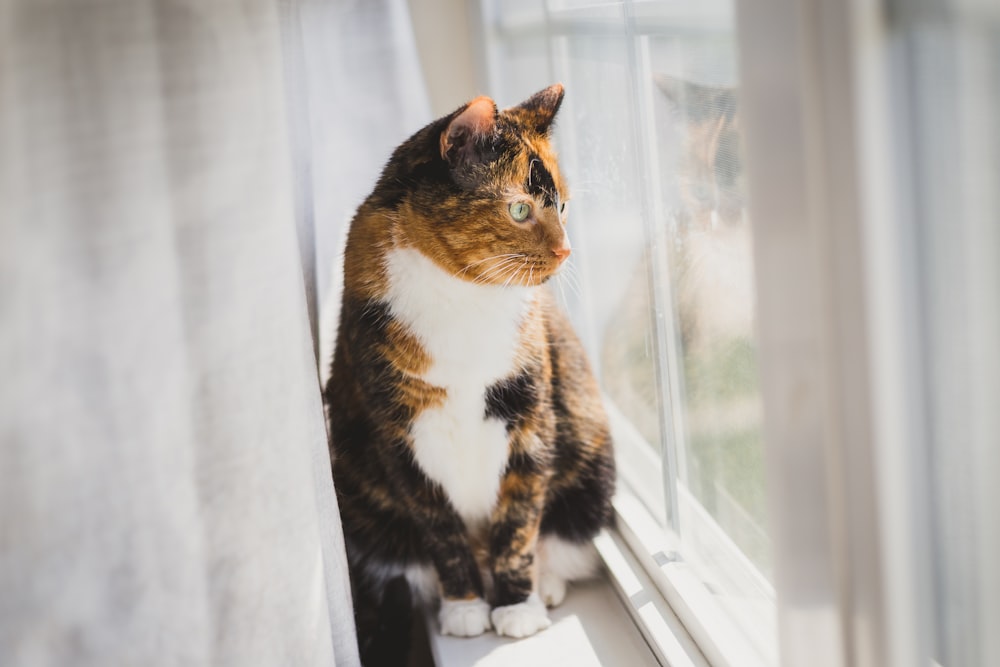 gatto nero e marrone